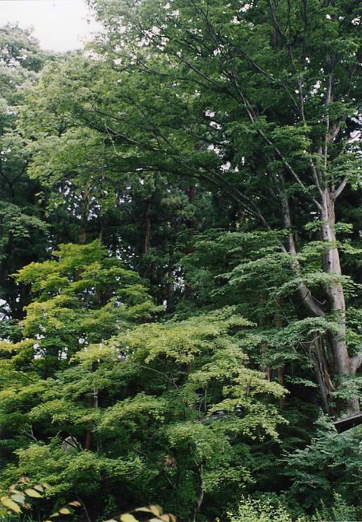 樹木の伐採